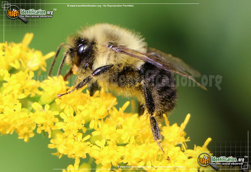 Full-sized image #4 of the Common-Eastern-Bumble-Bee