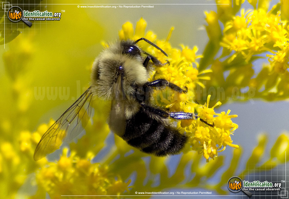 Full-sized image of the Common-Eastern-Bumble-Bee