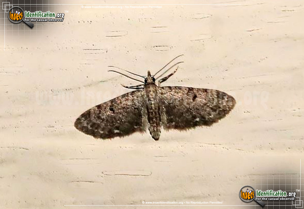 Full-sized image #2 of the Common-Eupithecia-Moth