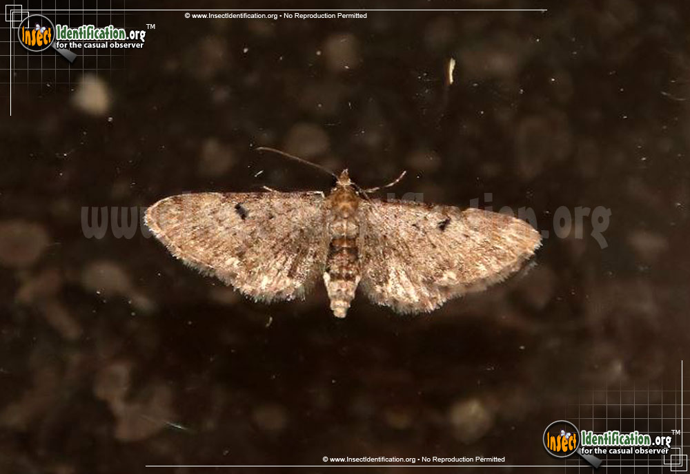 Full-sized image of the Common-Eupithecia-Moth