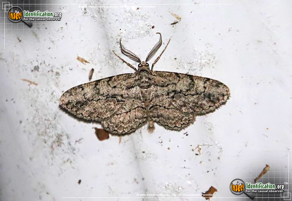 Full-sized image of the Common-Gray-Moth
