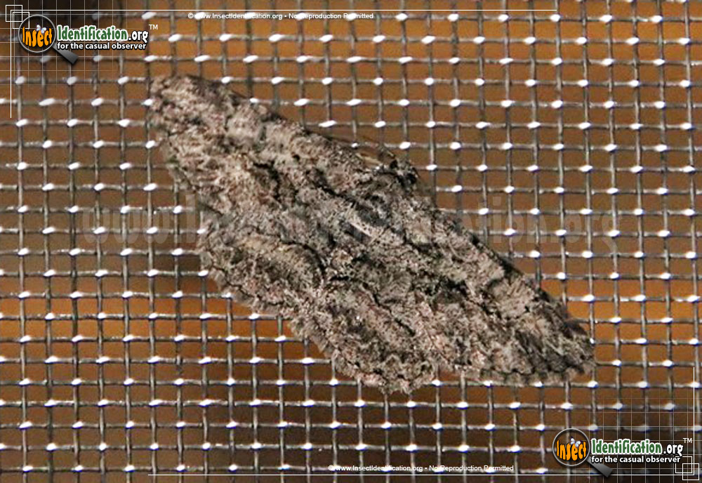 Full-sized image #3 of the Common-Gray-Moth