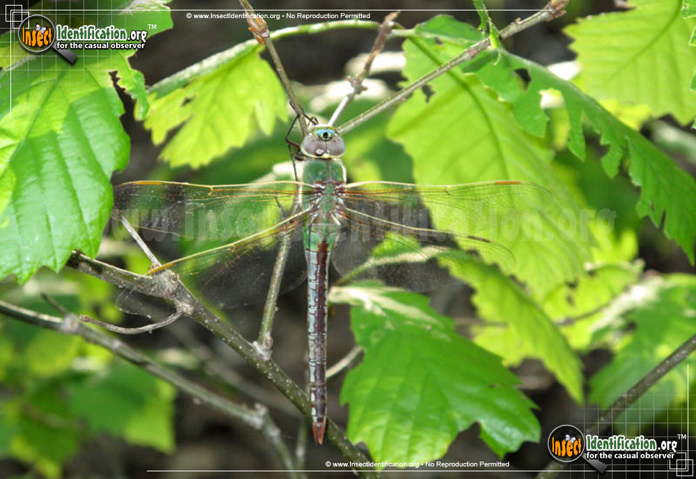 Full-sized image #4 of the Common-Green-Darner