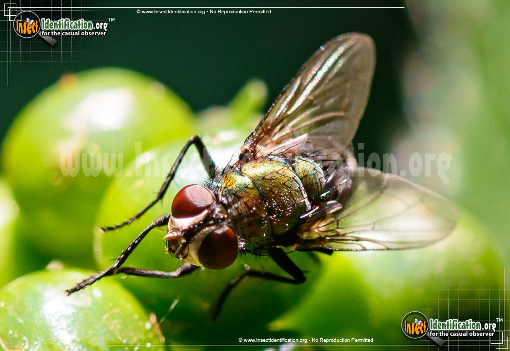 Full-sized image of the Common-Greenbottle-Fly