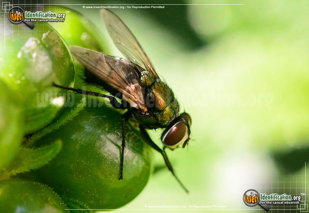Full-sized image #2 of the Common-Greenbottle-Fly