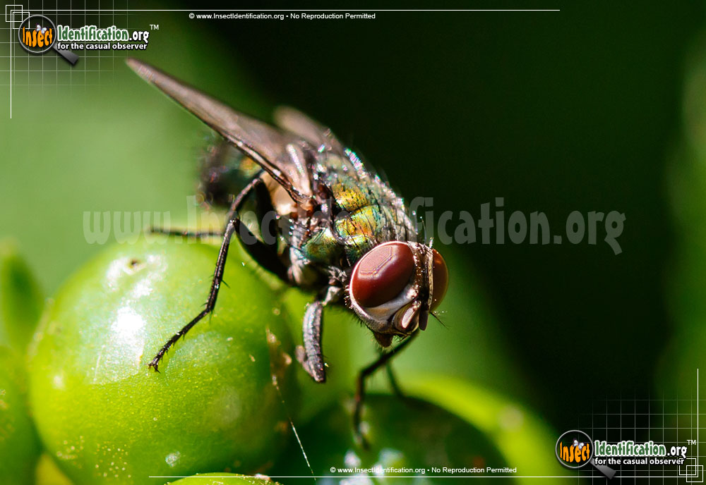 Full-sized image #3 of the Common-Greenbottle-Fly