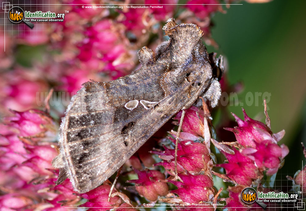 Full-sized image of the Common-Looper-Moth