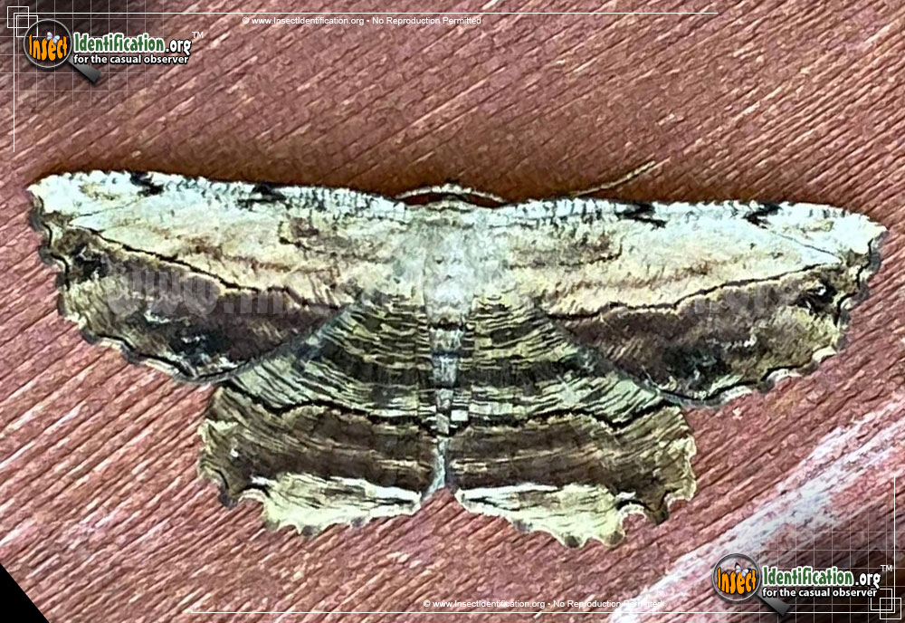 Full-sized image of the Common-Lytrosis-Moth