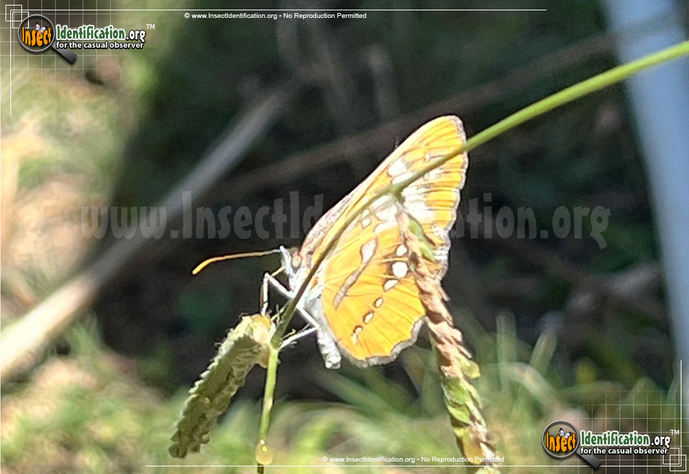 Common Mestra Butterfly