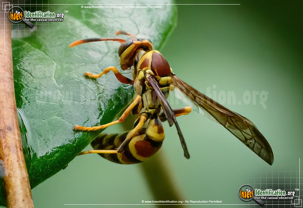 Full-sized image of the Common-Paper-Wasp