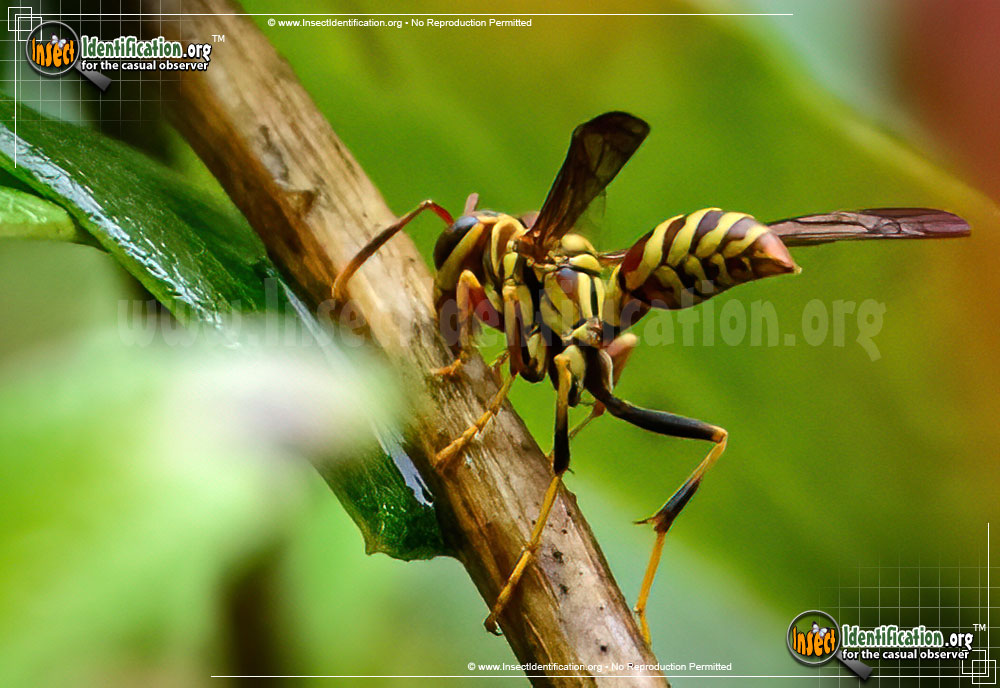 Full-sized image #2 of the Common-Paper-Wasp