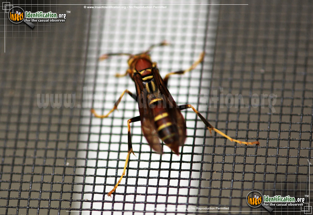 Full-sized image #3 of the Common-Paper-Wasp