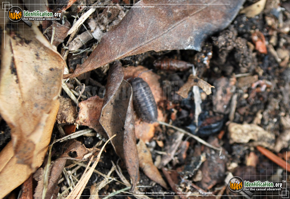 Full-sized image #4 of the Common-Pillbug
