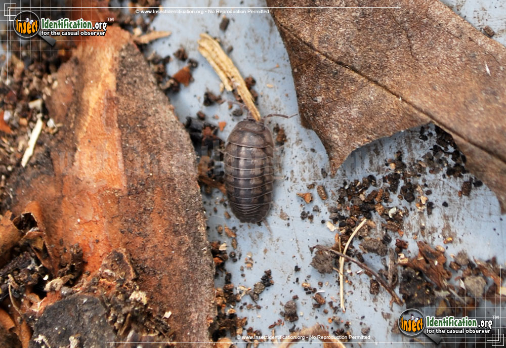 Full-sized image #3 of the Common-Pillbug