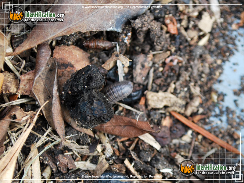 Full-sized image #7 of the Common-Pillbug