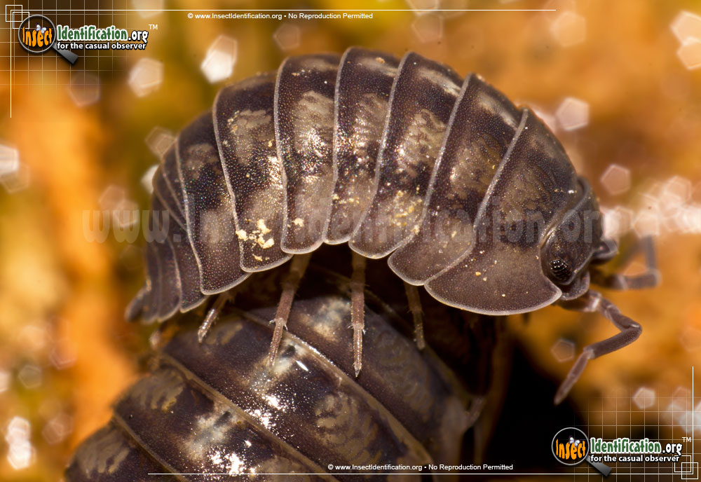 Full-sized image of the Common-Pillbug