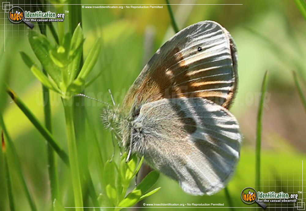 Full-sized image of the Common-Ringlet-Butterfly