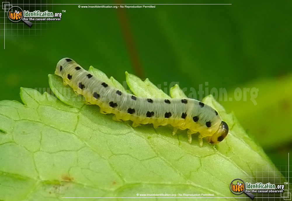Full-sized image of the Common-Sawfly