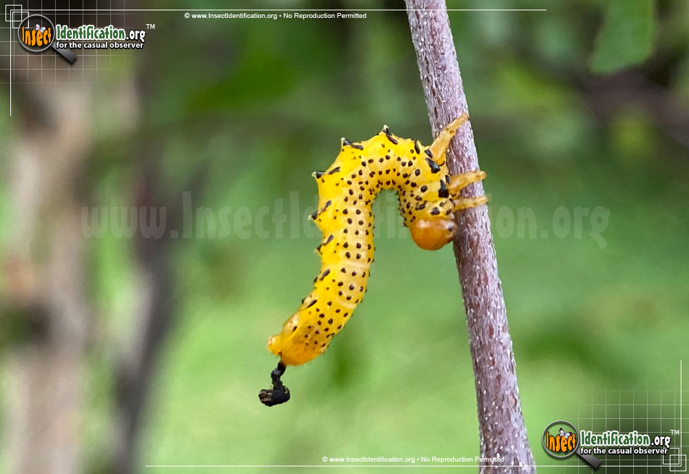 Full-sized image #2 of the Common-Sawfly