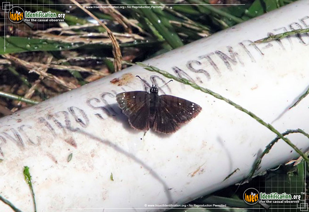 Full-sized image of the Common-Sootywing-Skipper