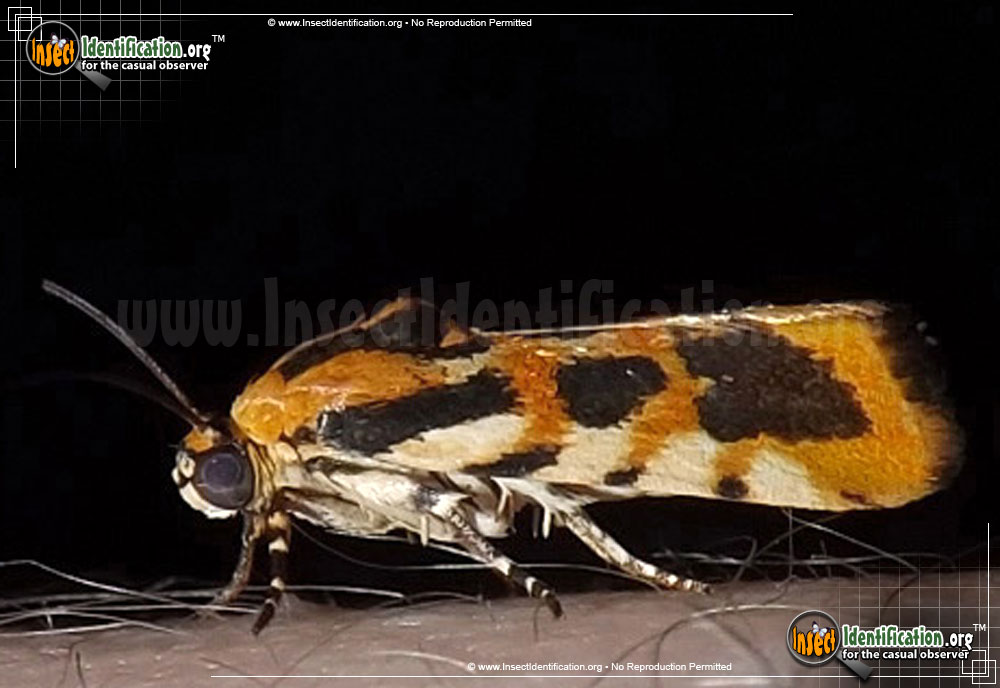 Full-sized image of the Common-Spragueia-Moth