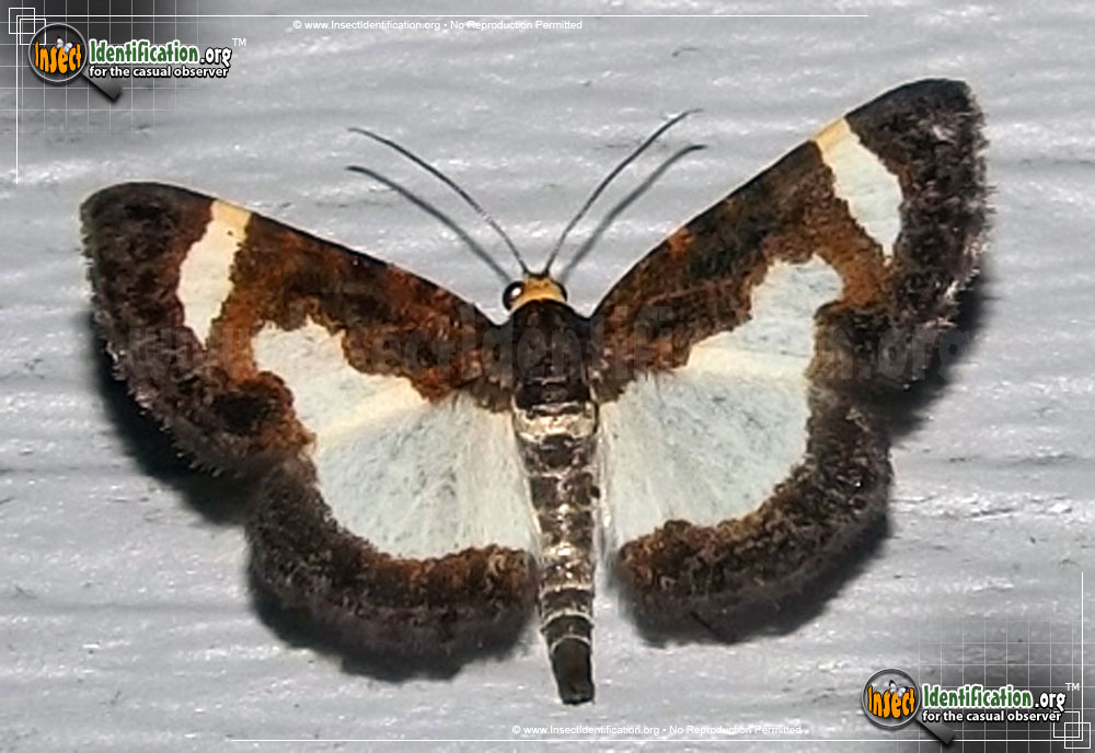 Full-sized image of the Common-Spring-Moth