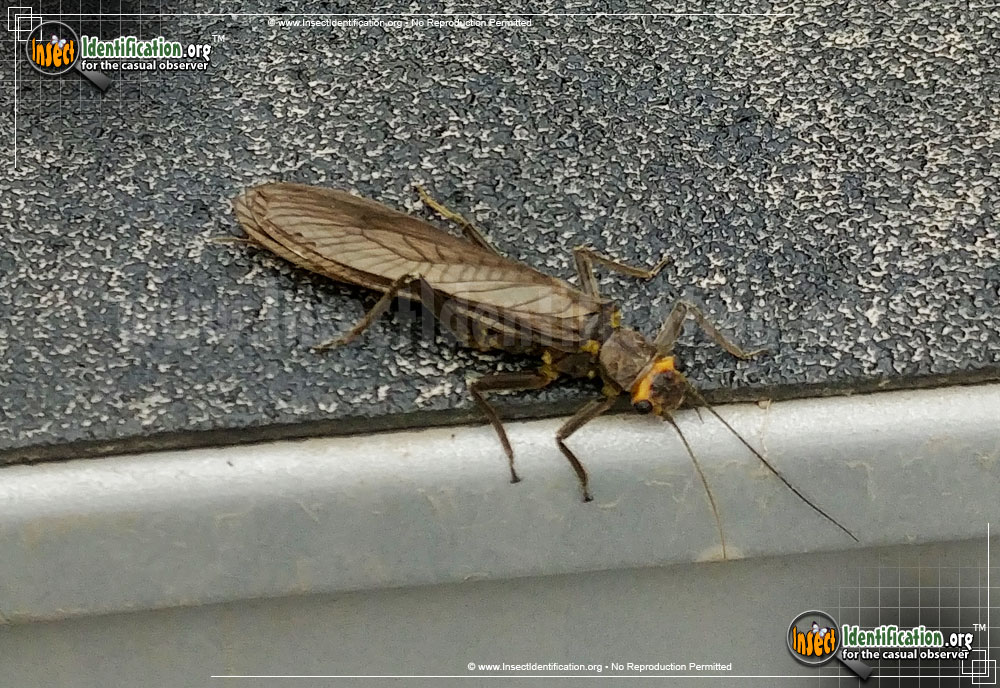 Full-sized image of the Common-Stonefly