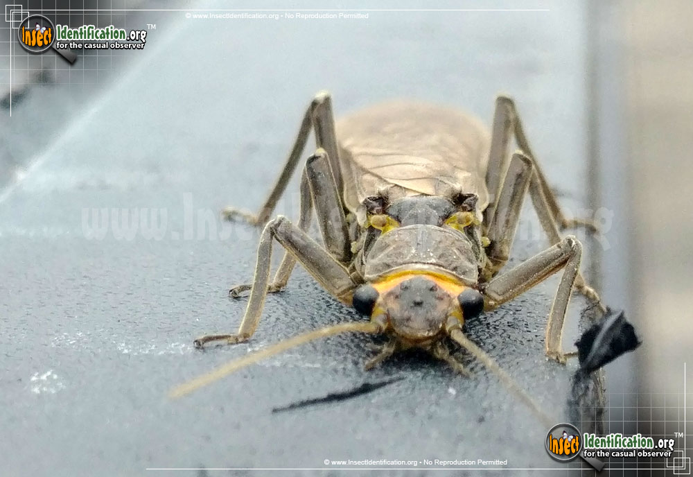 Full-sized image #3 of the Common-Stonefly