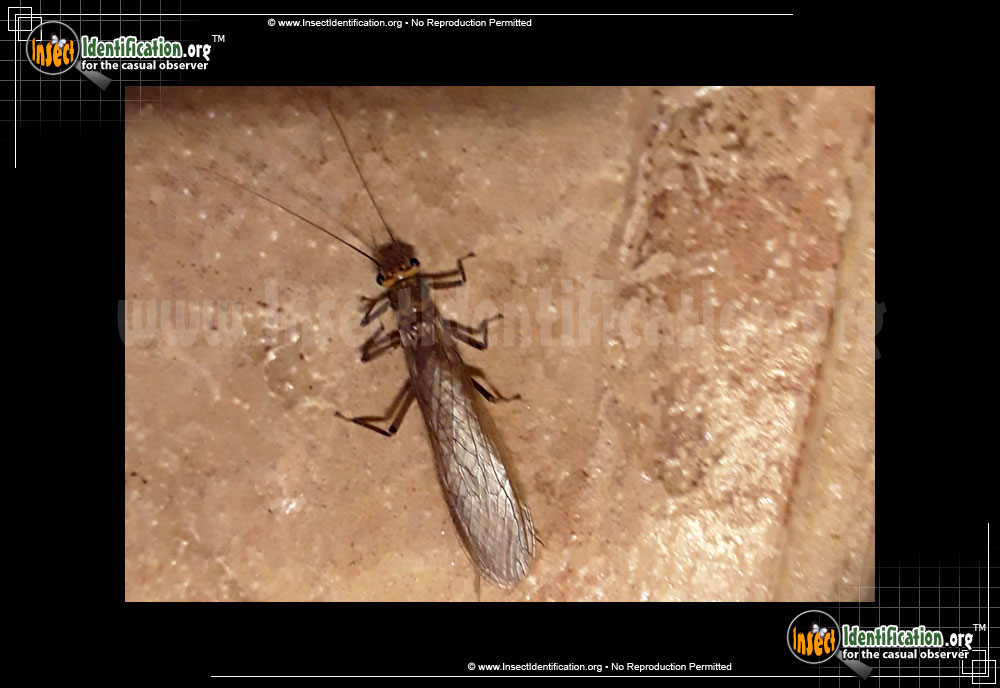 Full-sized image #4 of the Common-Stonefly