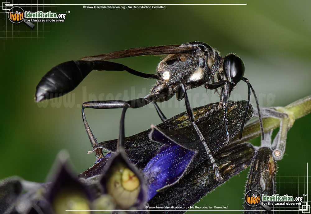 Full-sized image of the Common-Thread-Waisted-Wasp-Eremnophila-aureonotata
