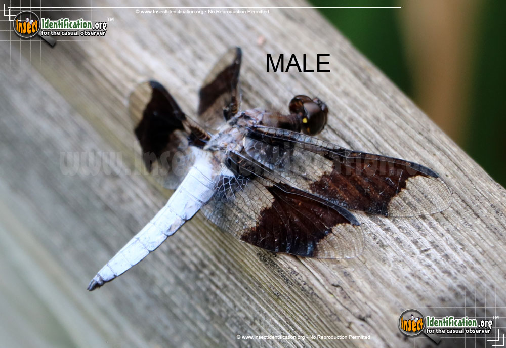 Full-sized image of the Common-Whitetail-Skimmer