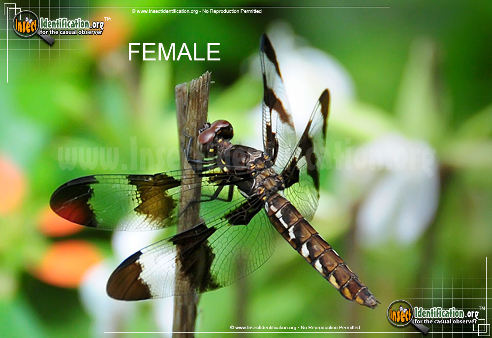 Full-sized image #3 of the Common-Whitetail-Skimmer