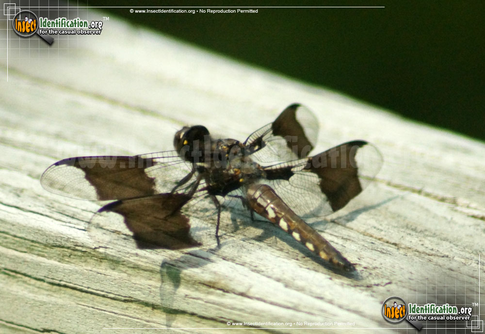 Full-sized image #5 of the Common-Whitetail-Skimmer