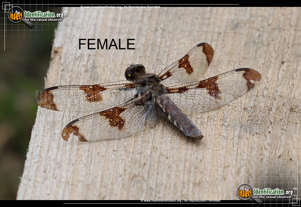 Full-sized image #7 of the Common-Whitetail-Skimmer