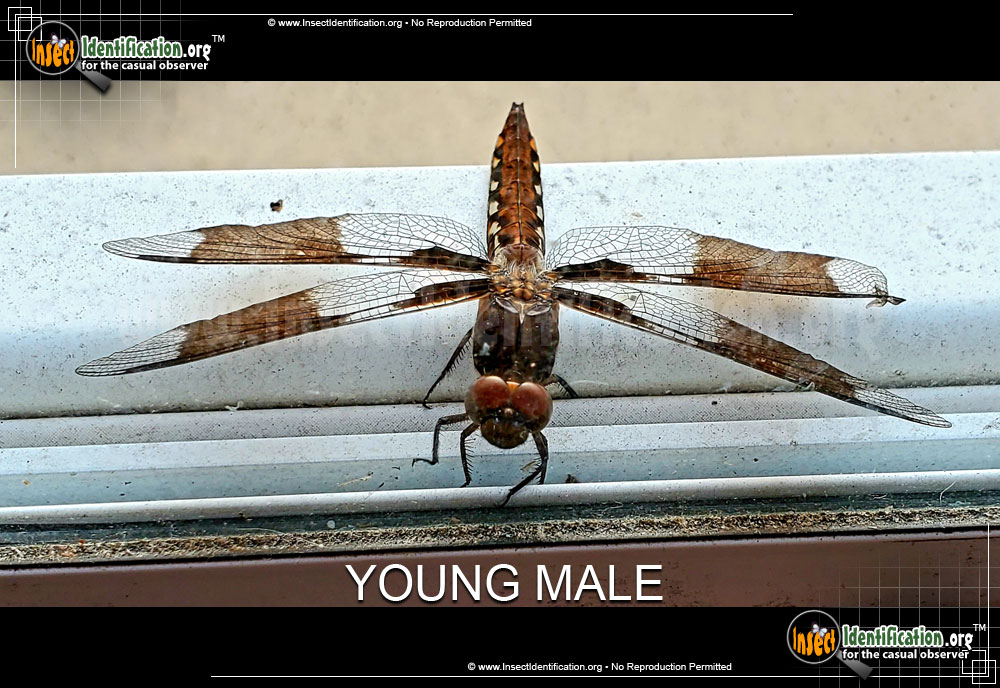Full-sized image #8 of the Common-Whitetail-Skimmer