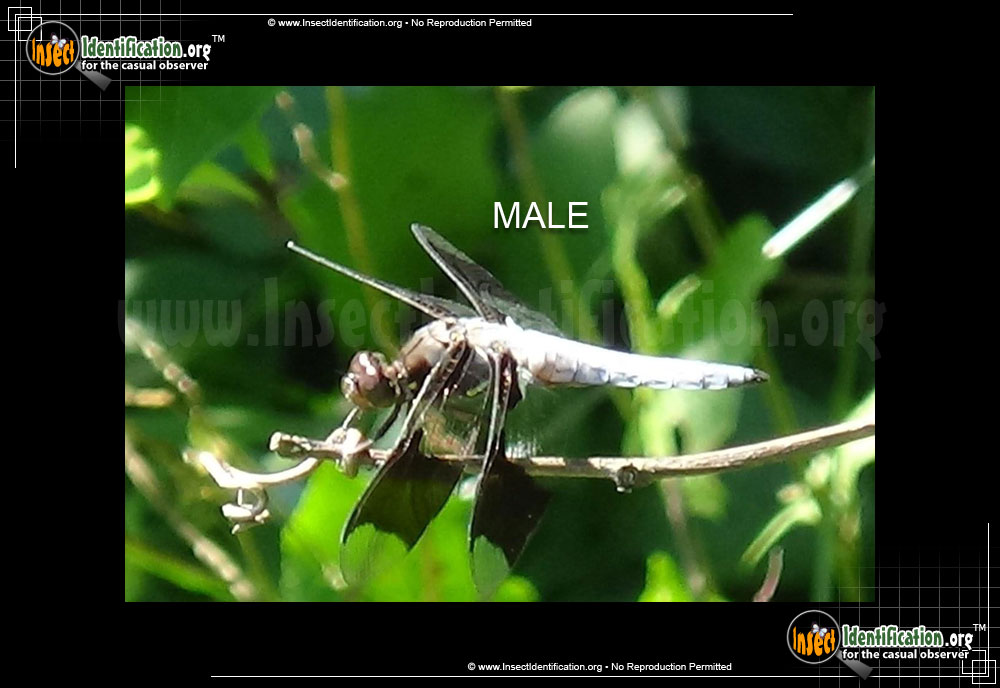 Full-sized image #8 of the Common-Whitetail-Skimmer