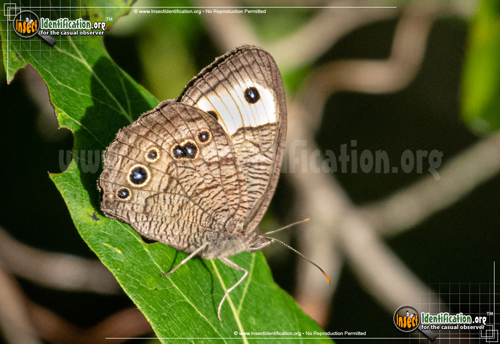 Full-sized image #4 of the Common-Wood-Nymph-Butterfly