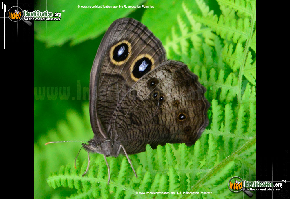 Full-sized image #2 of the Common-Wood-Nymph-Butterfly