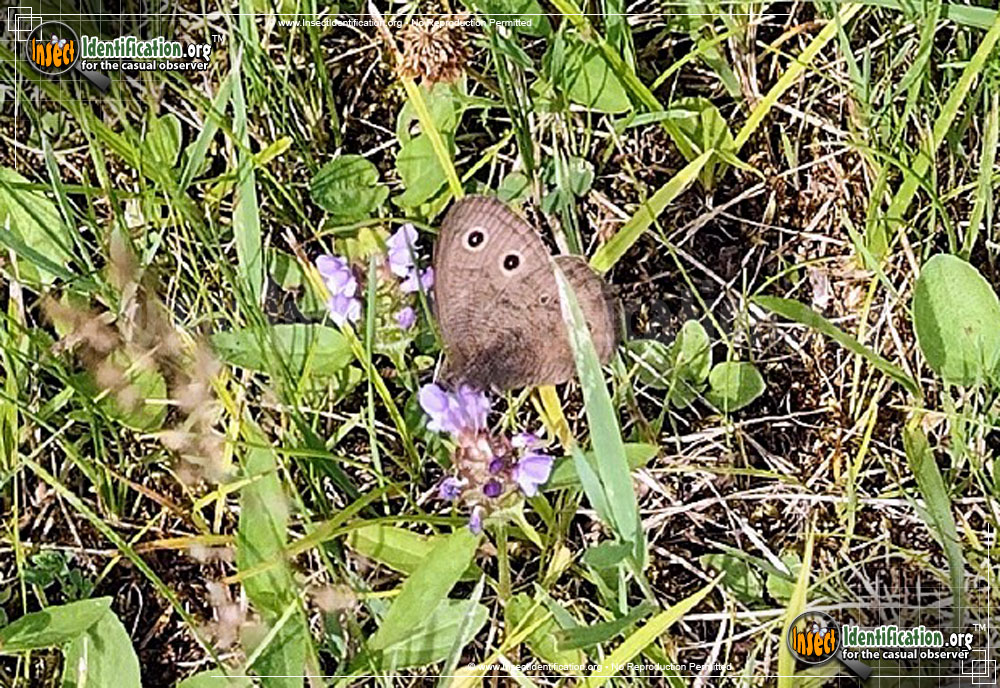 Full-sized image #5 of the Common-Wood-Nymph-Butterfly