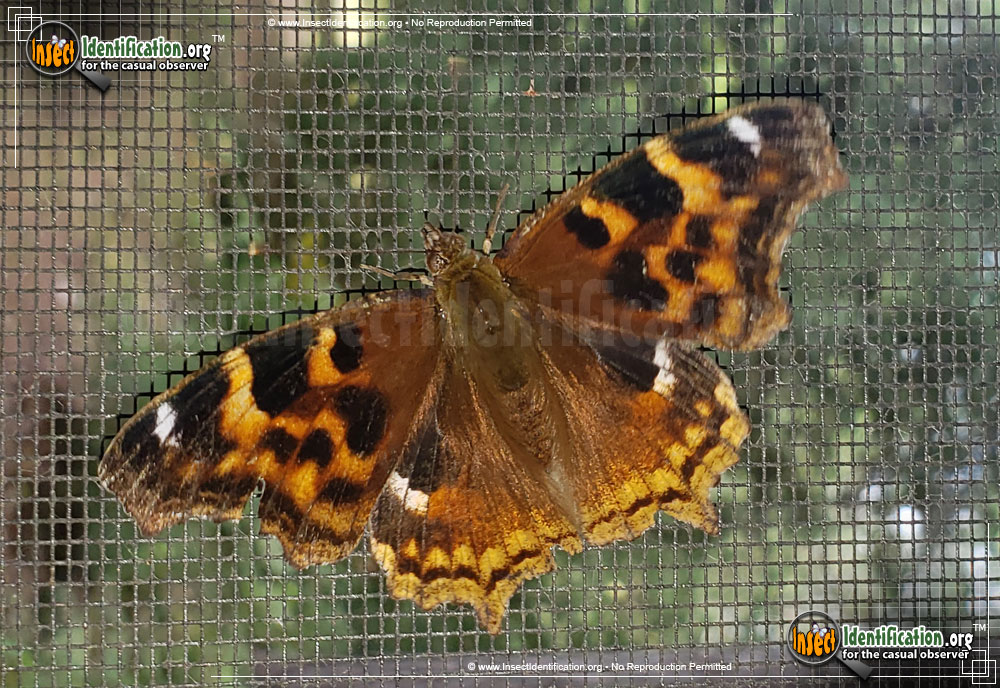 Full-sized image of the Compton-Tortoiseshell-Butterfly