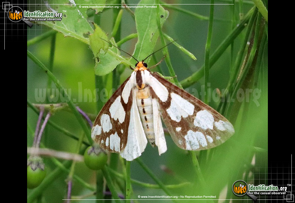 Full-sized image of the Confused-Haploa-Moth