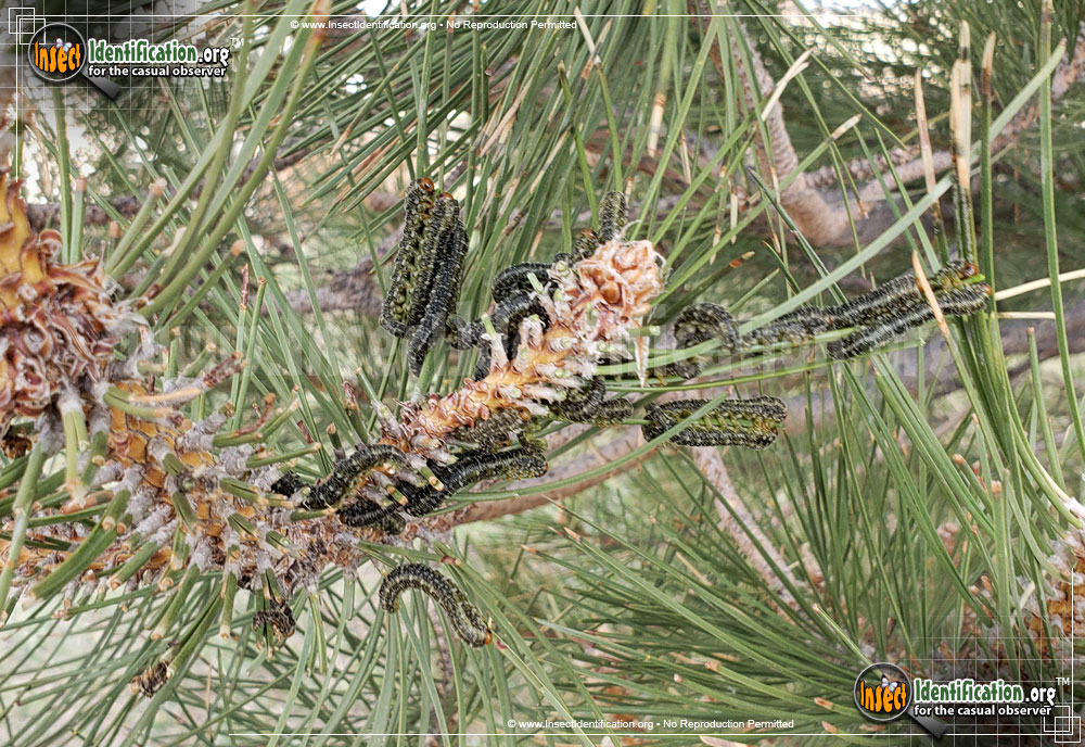 Full-sized image #2 of the Conifer-Sawfly-Zadiprion-townsendi