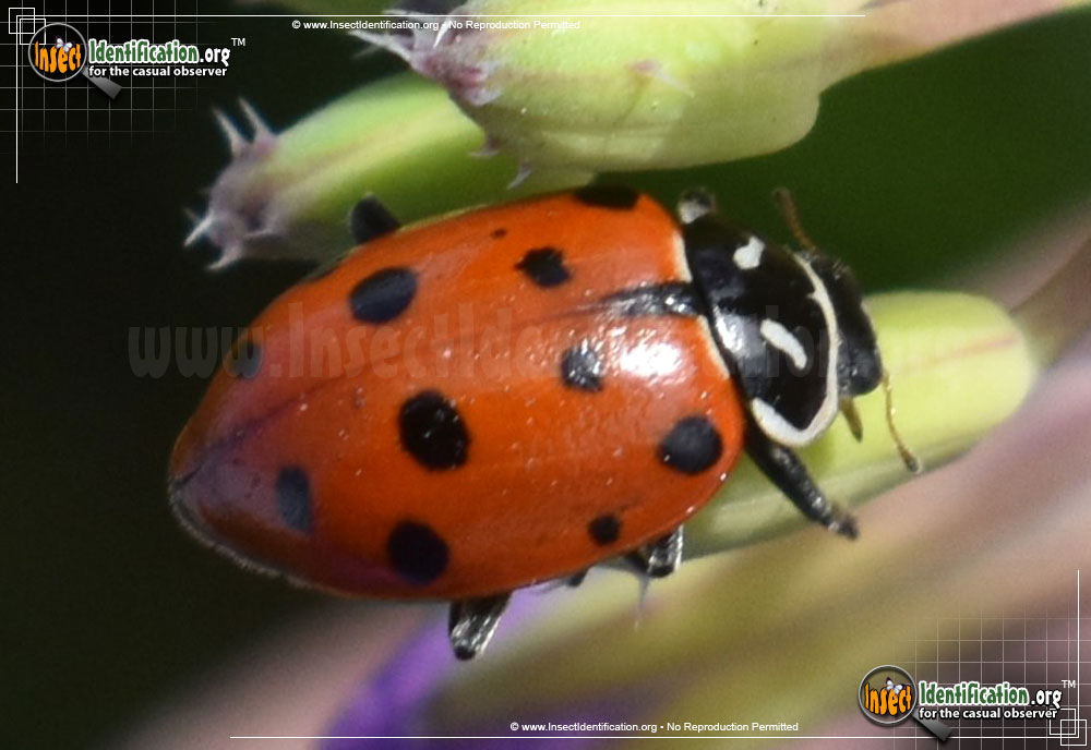 Full-sized image #12 of the Convergent-Lady-Beetle