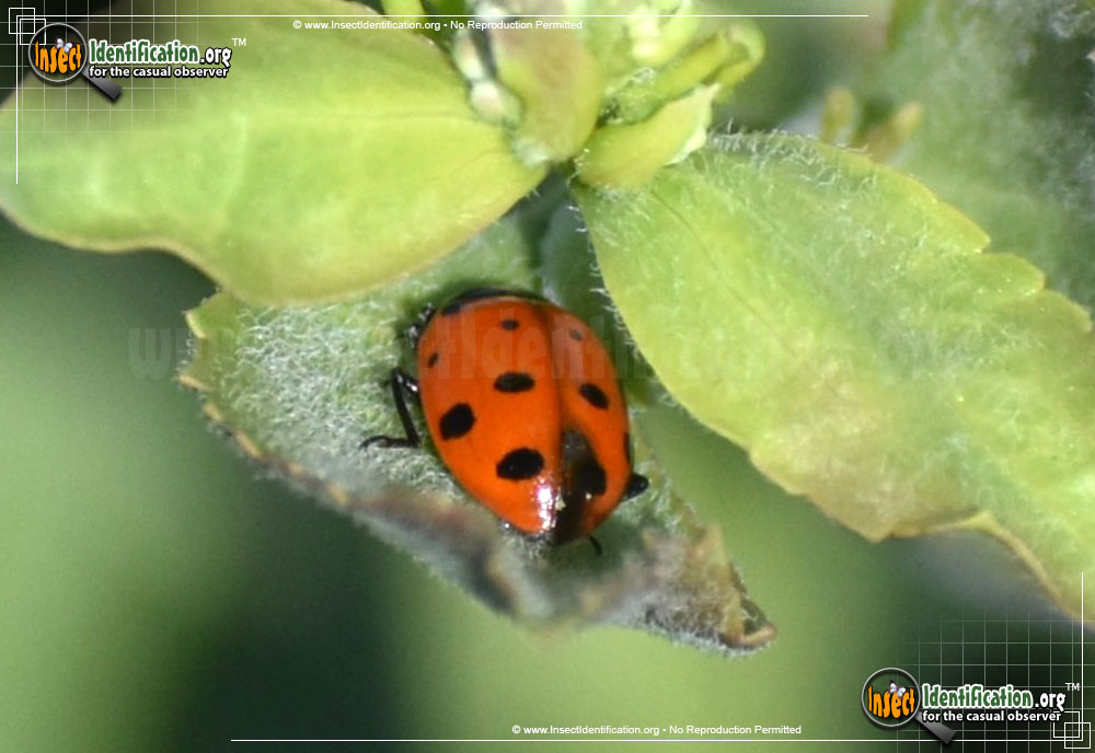 Full-sized image #13 of the Convergent-Lady-Beetle