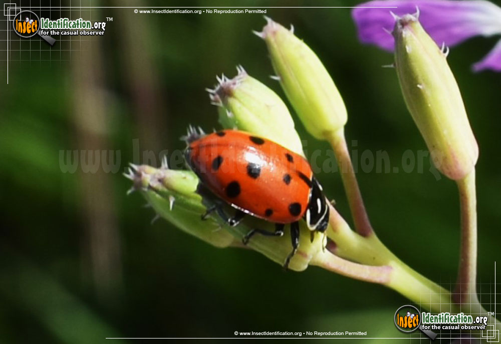 Full-sized image #11 of the Convergent-Lady-Beetle