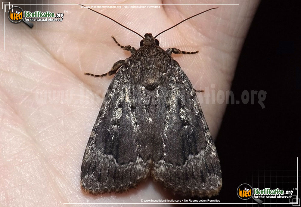 Full-sized image of the Copper-Underwing-Moth