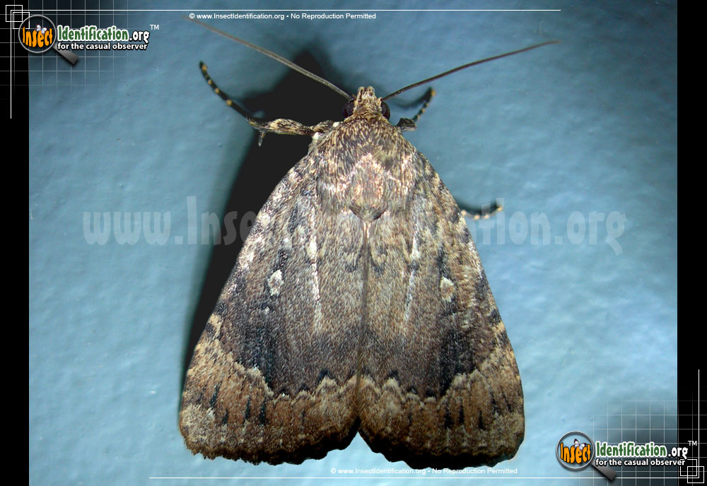 Full-sized image #3 of the Copper-Underwing-Moth