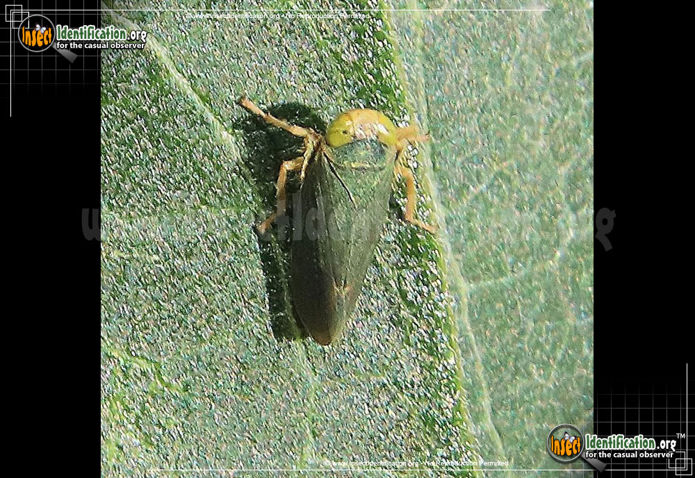 Full-sized image #3 of the Coppery-Leafhopper