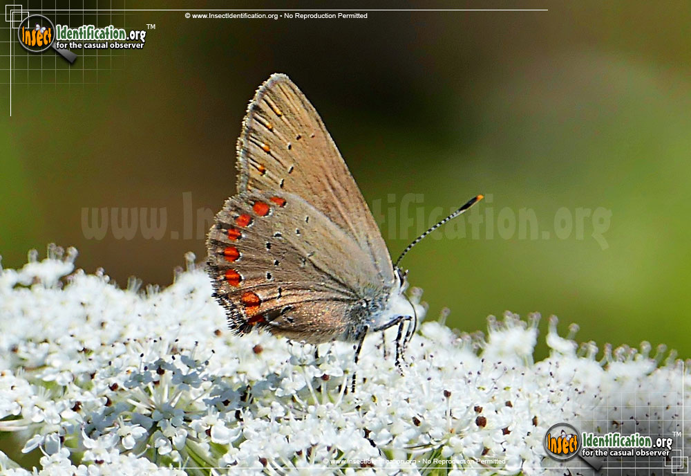 Full-sized image of the Coral-Hairstreak-Butterfly