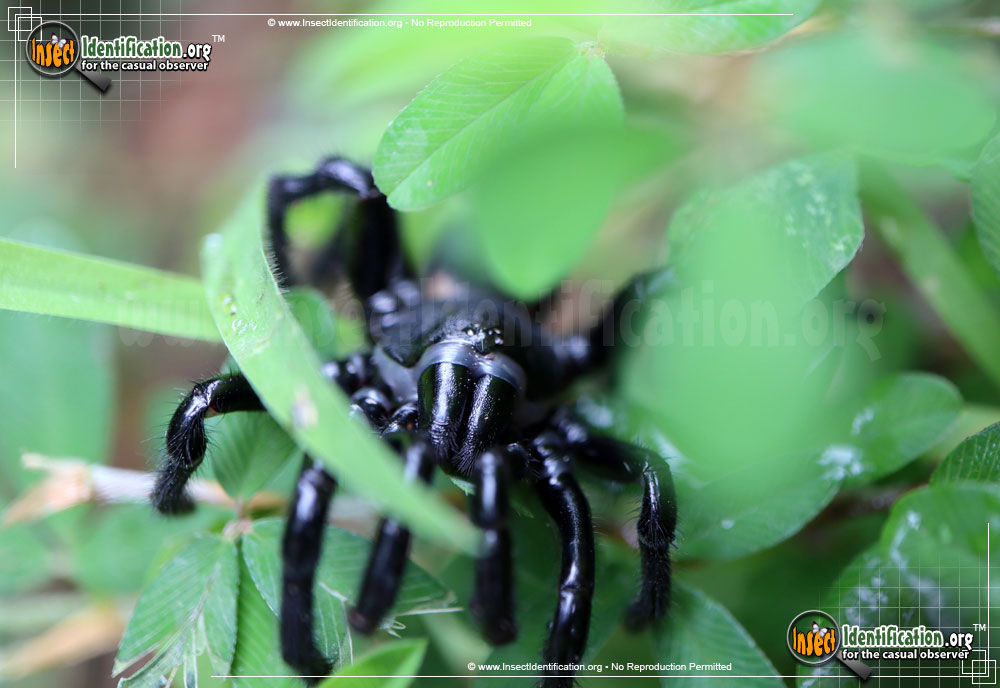 Full-sized image #4 of the Cork-Lid-Trapdoor-Spider